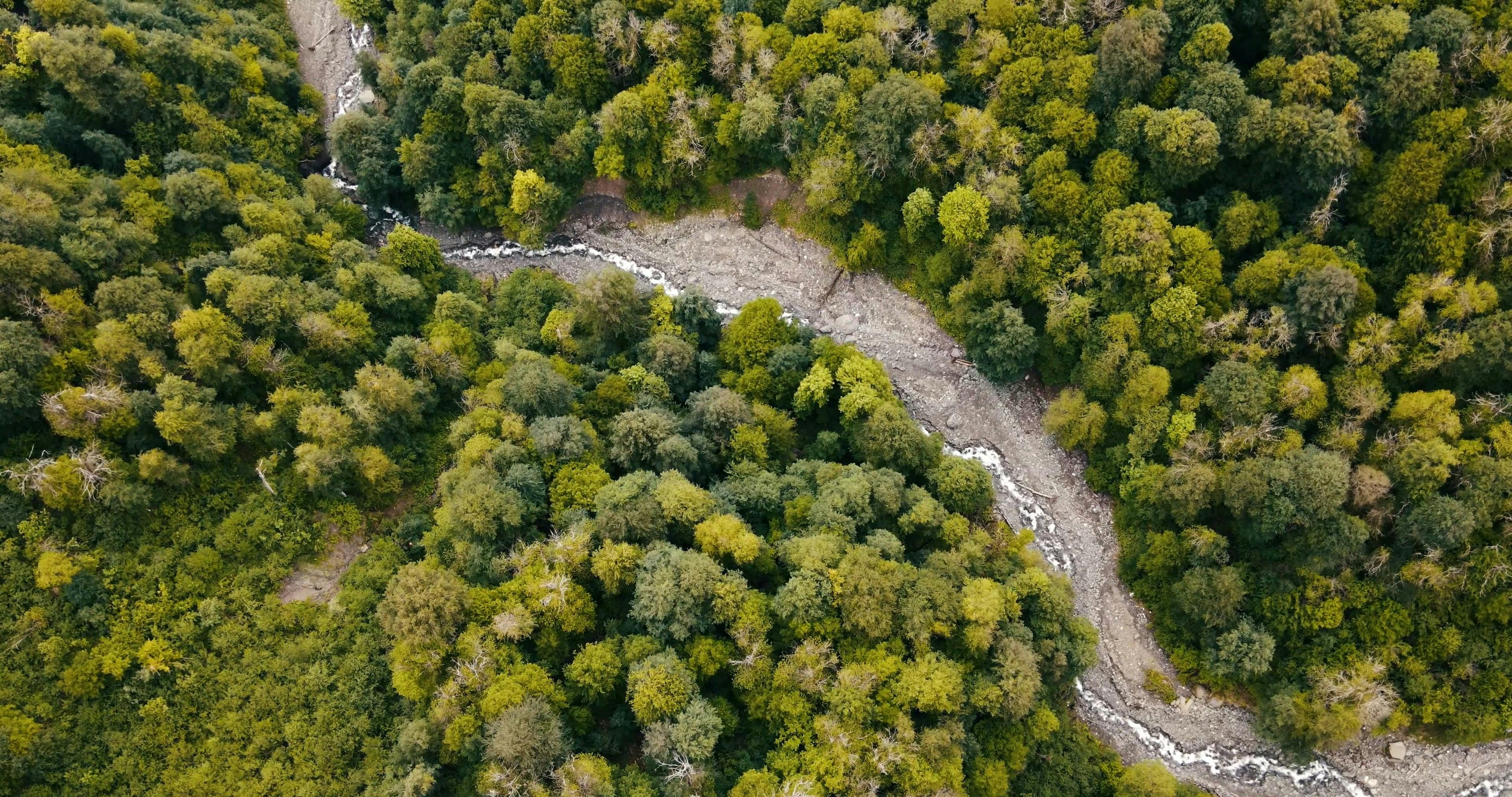 Bird's-eye aerial forest terrain for counter-drone operations